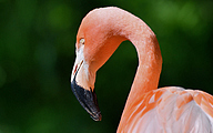 01 Flamingo (Phoenicopterus spp.)